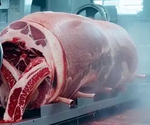فرآوری گاو؛ گاو گوشتی بزرگ رو می بندن به دستگاه تراش و لایه ای گوشت برمی دارن