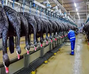 فرآوری قو؛ اسرار تجارت پر سود پرورش قوی سیاه برای استفاده از گوشت و پر