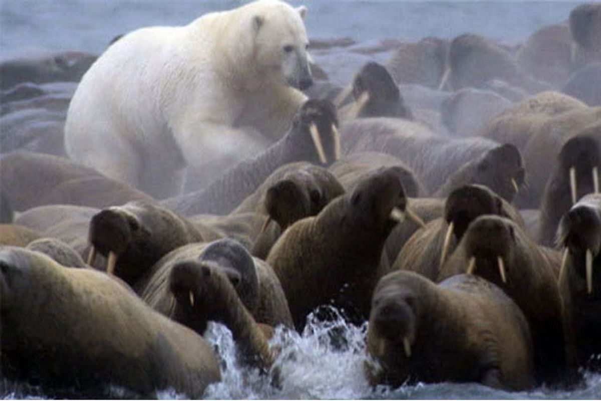 از جذابیت‌های حیات وحش؛ خرس قطبی شده چوپون شیرهای دریایی با دندون تهدیدشون میکنه