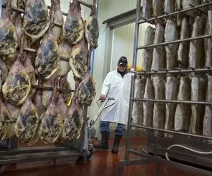 ژامبون خوک؛ خوک سیاهو چاق میکنن بعد سلاخی رونشو میذارن تو نمک بگنده بعد ژامبونش میکنن