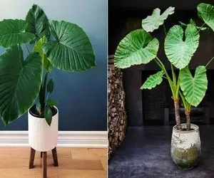 هیچ میدونی این بلاگرا باعث شدن چه گیاهان سمی تو خونه نگه داری؟ کوچیکشون برگ انجیریه