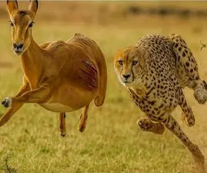 بدایع حیات وحش؛ دنبال بازی آهوی پر کرشمه و پلنگ سریع برای بلع و بلعیده نشدن