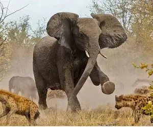 مستند حیات وحش؛ کفتارها؛ فیل ها