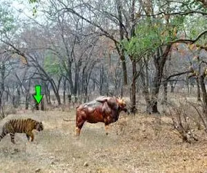 مستند حیات وحش؛ ببر عین سگ از گاو بادی ترسید