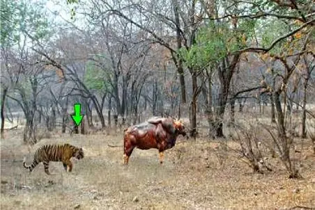 مستند حیات وحش؛ ببر عین سگ از گاو بادی ترسید