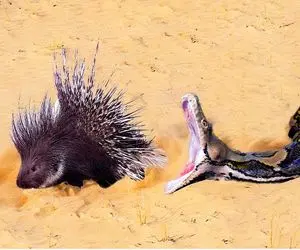 از جذابیت‌های حیات وحش؛ مار جوجه تیغی رو میبلعه مثل آبکش سوراخ سوراخ میشه