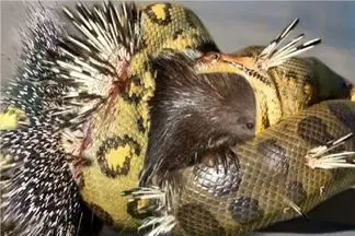 مستند حیات وحش؛ پیتون کند ذهن جوجه تیغی بلعید خارش گلوشو شکافت