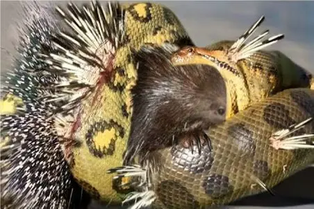 مستند حیات وحش؛ پیتون کند ذهن جوجه تیغی بلعید خارش گلوشو شکافت