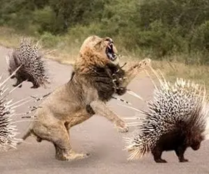 مستند حیات وحش؛ جوجه تیغی استراتژیک خاراشو فرو میکنه شیر بفهمه سلطان کیه