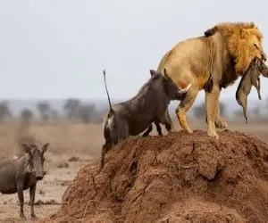 مستند حیات وحش / گراز آفریقایی در جنگی حماسی برای نجات گله