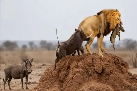 مستند حیات وحش / گراز آفریقایی در جنگی حماسی برای نجات گله