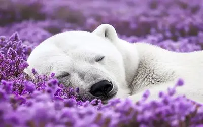 خواب شیرین خرس قطبی میان گل‌های بنفش؛ تصویری که جهان را مبهوت کرد+ تصاویر