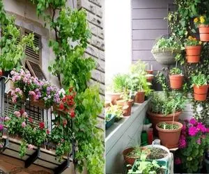 گیاهان مناسب بالکن در سرمای پاییز و زمستان/ در فصل های خزان و برف تراس زیبا داشته باش