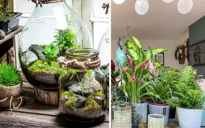 مینی جنگل بارونی یه گوشه خونه؛ گیاه های آپارتمانی که شیفته رطوبت هستن و بسیار شاداب