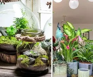 مینی جنگل بارونی یه گوشه خونه؛ گیاه های آپارتمانی که شیفته رطوبت هستن و بسیار شاداب