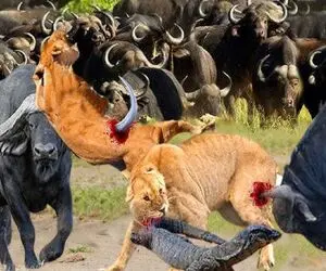 صحنه دهشتناک؛ شیر زمخت بعد حمله به بوفالوها توسط رئیسشون دریده شد کفتار خوردش