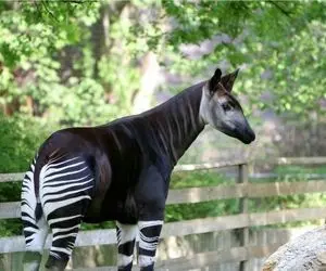 تصاویری از عجیب ترین حیوانات جهان