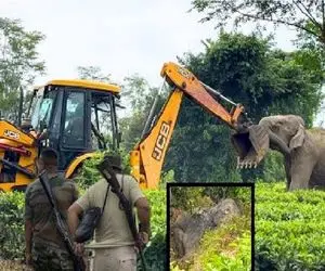 ابزارآلات غول پیکر؛ اپراتور بیل مکانیکی برای تخریب جنگل با فیل رو به و میشه
