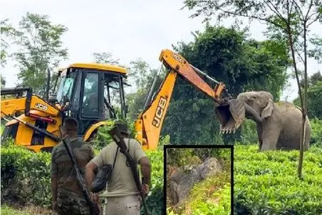 ابزارآلات غول پیکر؛ اپراتور بیل مکانیکی برای تخریب جنگل با فیل رو به و میشه
