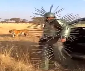 معماری طبیعت؛ مرد یه تختش کمه که فک کرد با این لباس ببر میگه نازی گلم کاریت ندارم