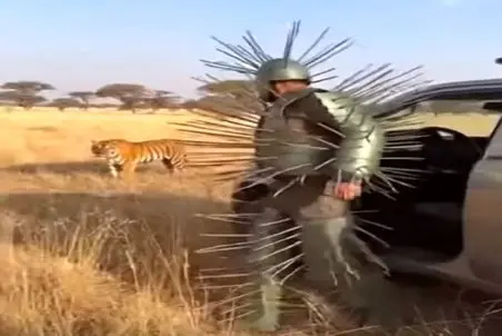 معماری طبیعت؛ مرد یه تختش کمه که فک کرد با این لباس ببر میگه نازی گلم کاریت ندارم