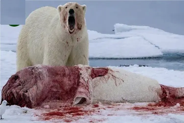 مستند حیات وحش؛ خرس سفید به خون آلوده شد