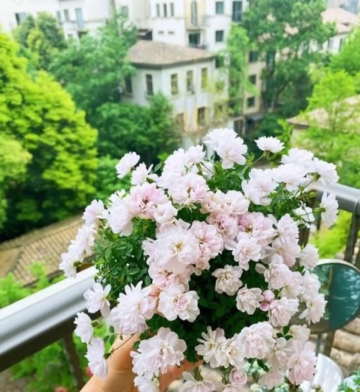کاشت گل ناز