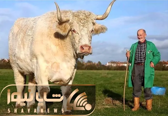 حیوانات غول جثه؛ ببینید 10 تا از بزرگ ترین و سنگین ترین حیوانات تو کل دنیا