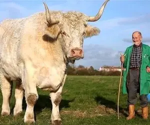 حیوانات غول جثه؛ ببینید 10 تا از بزرگ ترین و سنگین ترین حیوانات تو کل دنیا