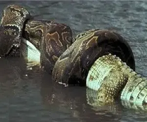 مستند حیات وحش / پیتون بچه پرو تو قلمرو خود تمساح پیچید بهش کلکش رو کند