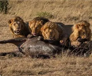 دیدنی های رازبقا / غایت بوفالویی که می خواست از بین 23 شیر عبور کند