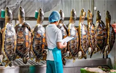 فرآوری لاکپشت / دستگاه کشتار لاکپشت با فناوری پیشرفته که سوددهی را بالا میبرد