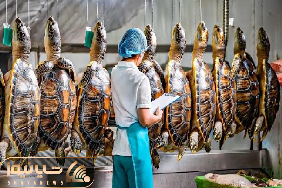 فرآوری لاکپشت / دستگاه کشتار لاکپشت با فناوری پیشرفته که سوددهی را بالا میبرد