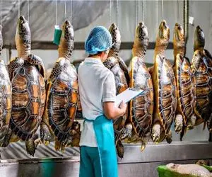 فرآوری لاکپشت / دستگاه کشتار لاکپشت با فناوری پیشرفته که سوددهی را بالا میبرد