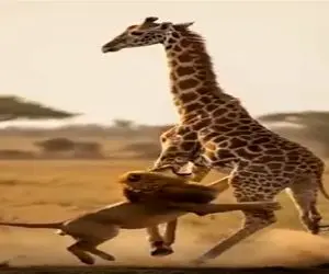 بر مدار وحش؛ آبلمبو شدن شیر شقی زیر پاهای دراز ناز زرافه