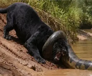 مستند حیات وحش؛ آناکوندای غول‌پیکر با انتخاب جگوار برای حمله پایانش را نوشت