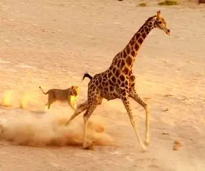 نبرد حیات وحش/ زرافه شجاع به نبرد با شیر میرود تا از فرزندانش محافظت کند