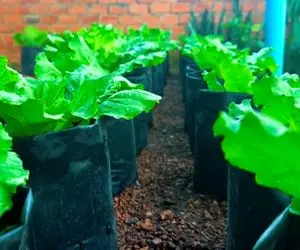 ایده های خلاقانه؛ باغچه نداری؟ خیالی نیست تو کیسه های مشمایی سبزی بکار عالی میشه