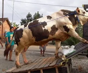 فرآوی گاو؛ گاو 1500 کیلویی گوشتالو رو میترسن سوار 18 چرخ کنه چون ممکنه بخوابه