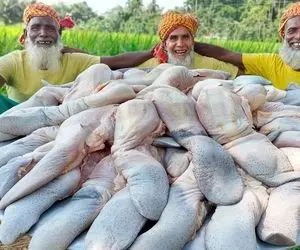 (ویدئو) پدربزرگ های هندی غوغا کردن / پخت 40 کیلوگرم زبان بوفالو برای نیازمندان