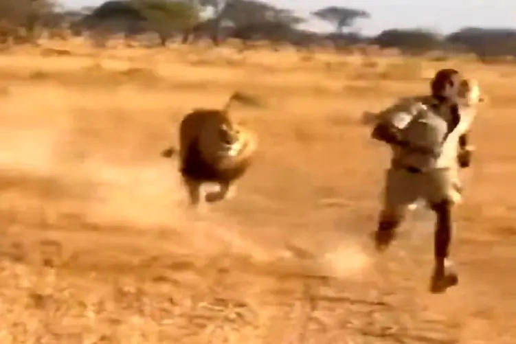 معماری طبیعت؛ خیال خام شیر برا خوردن مرد با شاخ بوفالویی که پرتش کرد هوا به باد رفت