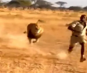 معماری طبیعت؛ خیال خام شیر برا خوردن مرد با شاخ بوفالویی که پرتش کرد هوا به باد رفت