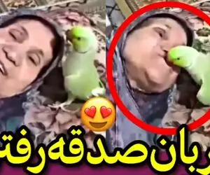 قربون صدقه رفتن و ابراز محبت طوطی به مادربزرگ!