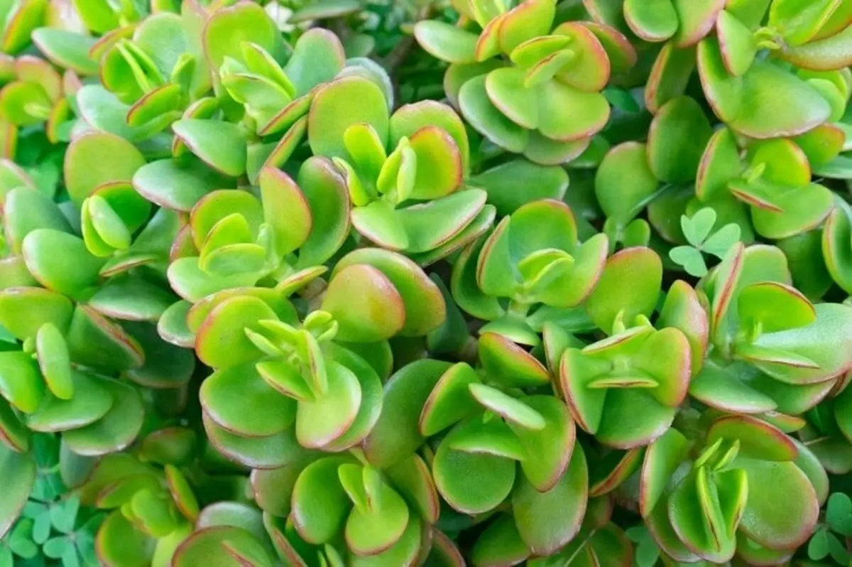 خوش2