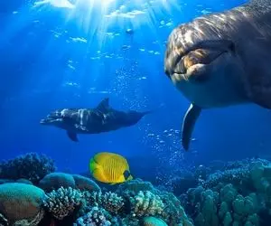 مستند | اعجاب انگیزهای اقیانوس | شگفتیهای خلقت + ویدیو جالب