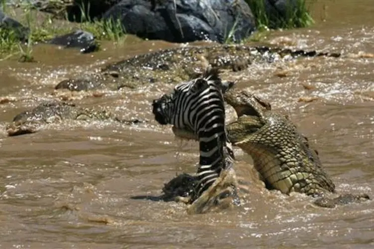 (ویدیو) سلاخی رنج آور گورخر بین دو کروکودیل غول پیکر