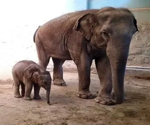 (تصویر) آخرین وضعیت مایسا؛ دختربچه ٩٠ کیلویی تهران! 