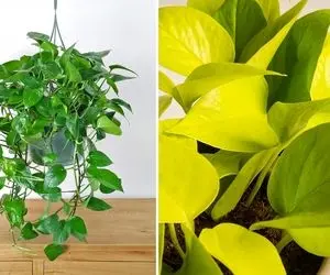 شرایط نگهداری از گیاه پتوس / تضمین رشد و شادابی گیاه با رعایت نکاتی ساده