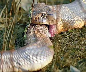 از جذابیت‌های حیات وحش؛ مار کبری دید زنش گشنس با نیشش خودکشی کرد رفت تو دهنش