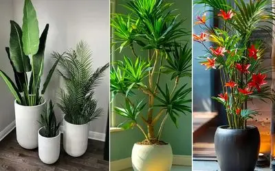 گیاهان مناسب برا اونایی که گل به دستشون نمیفته و زود میمیره؛ اینا سخت جونن آخ نمیگن